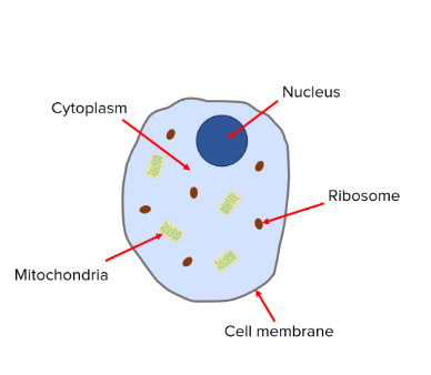 **Animal Cell**
