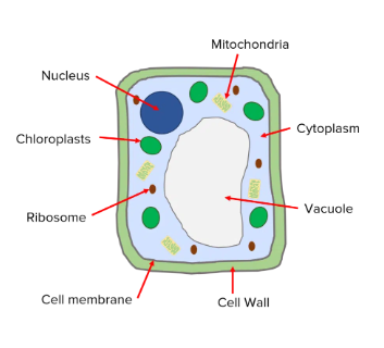 **Plant Cell**