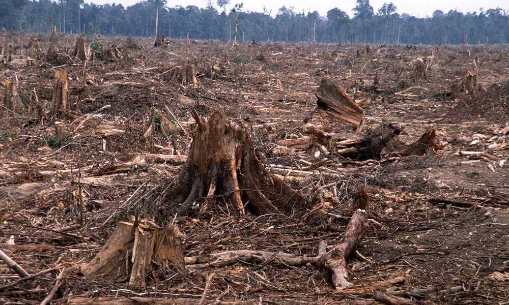 Deforestation