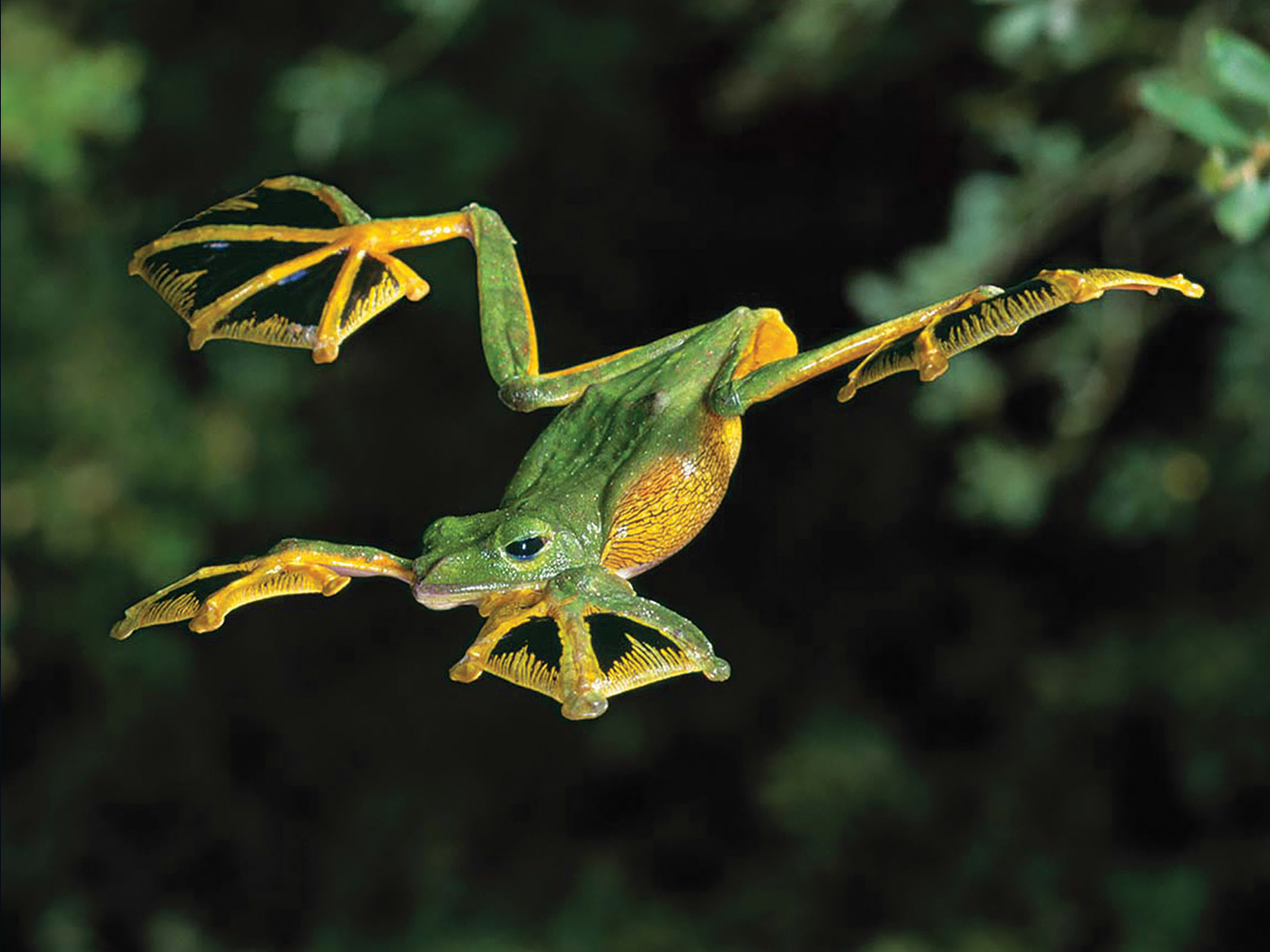 Flying Frog