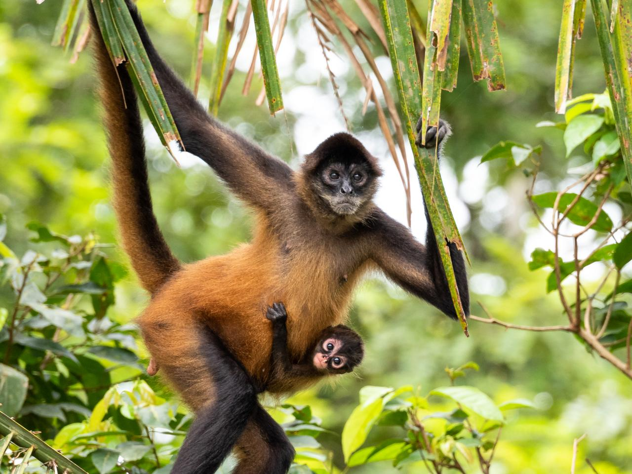 Spider Monkey