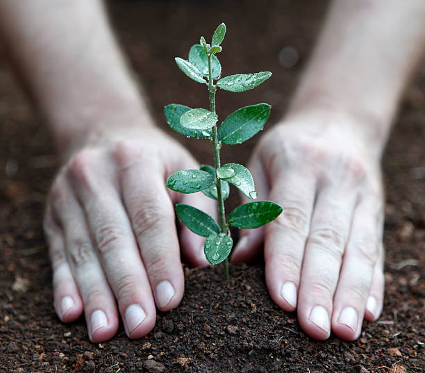 Afforestation 