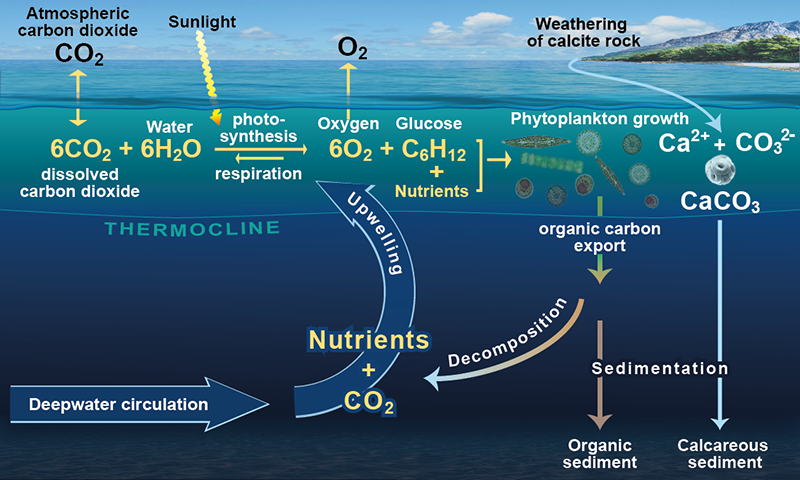Carbon Cycle Pumps