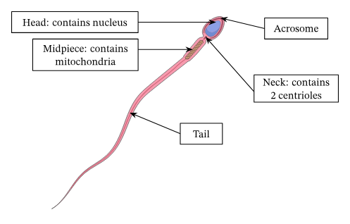A sperm cell