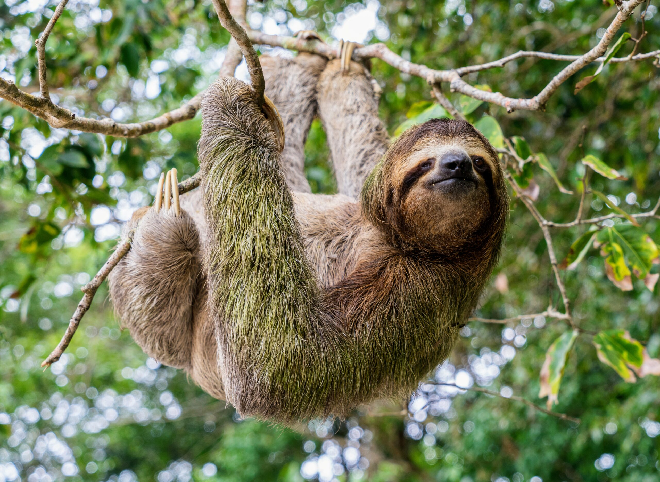 Sloths