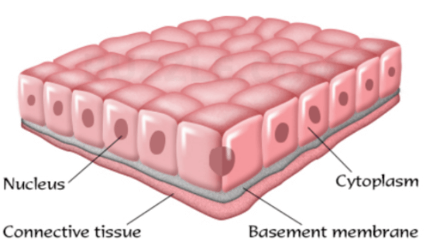 **Epithelial tissue**