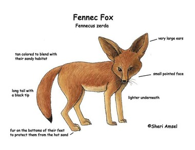 Fennec Foxes
