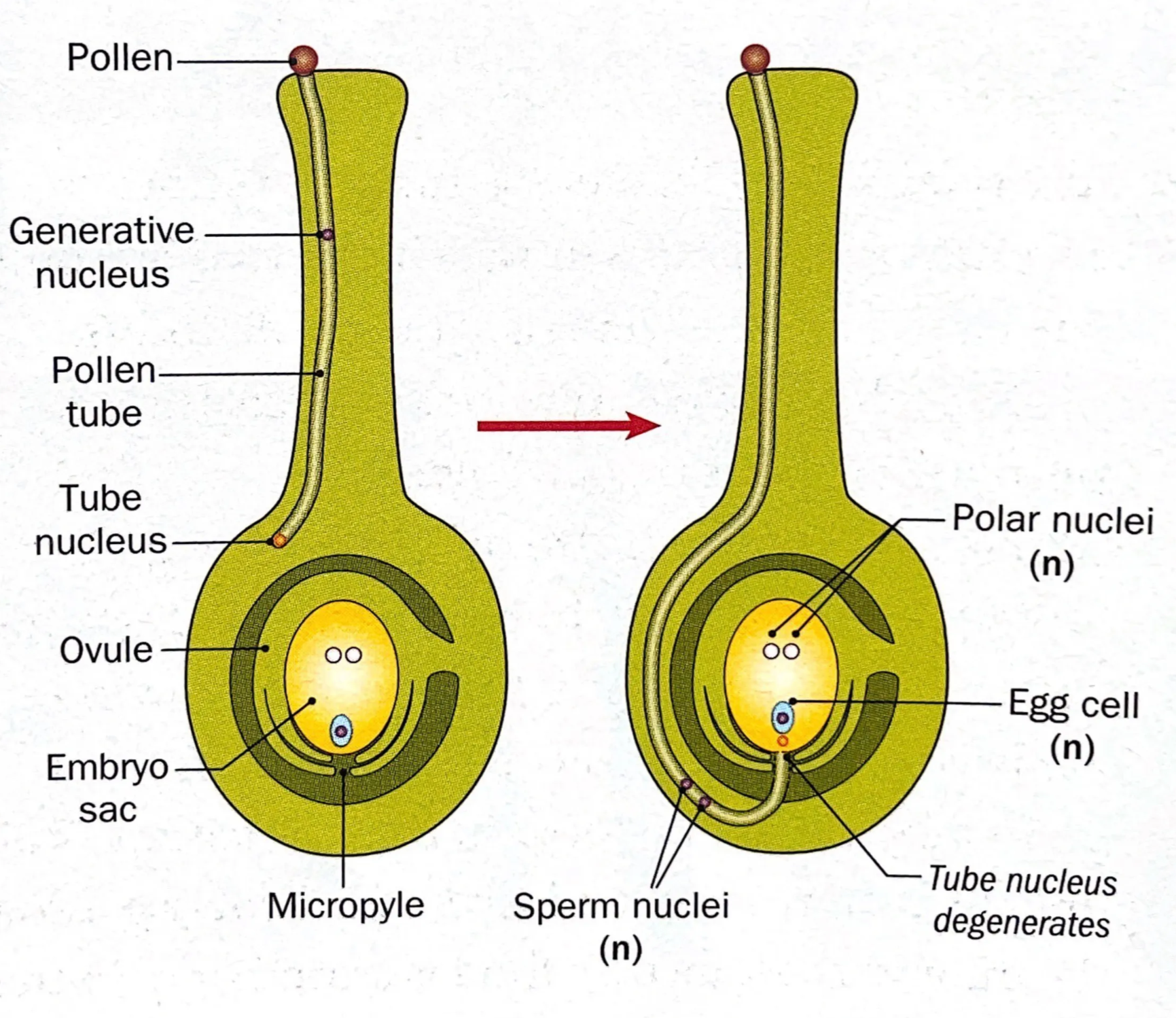 Growth of a pollen tube