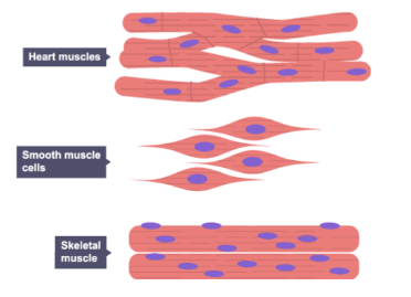 **Muscular tissue**
