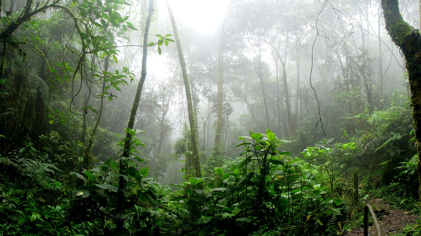 The Amazon Rainforest has a large amount of environmentally irresponsible Business practices. 