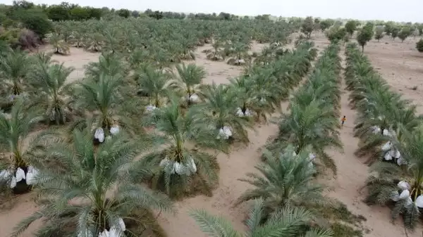 Farming
