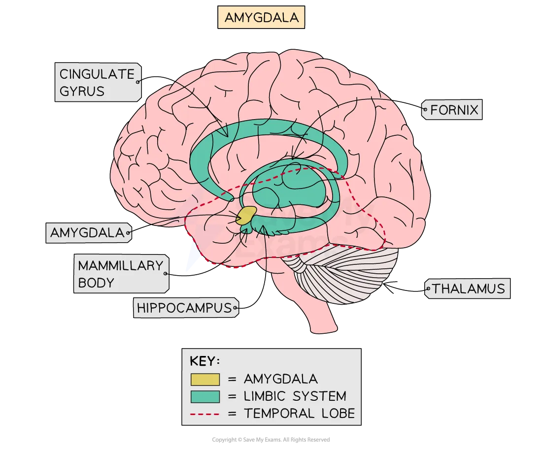 _**Limbic system structures that are implicated in aggressive behaviour.**_