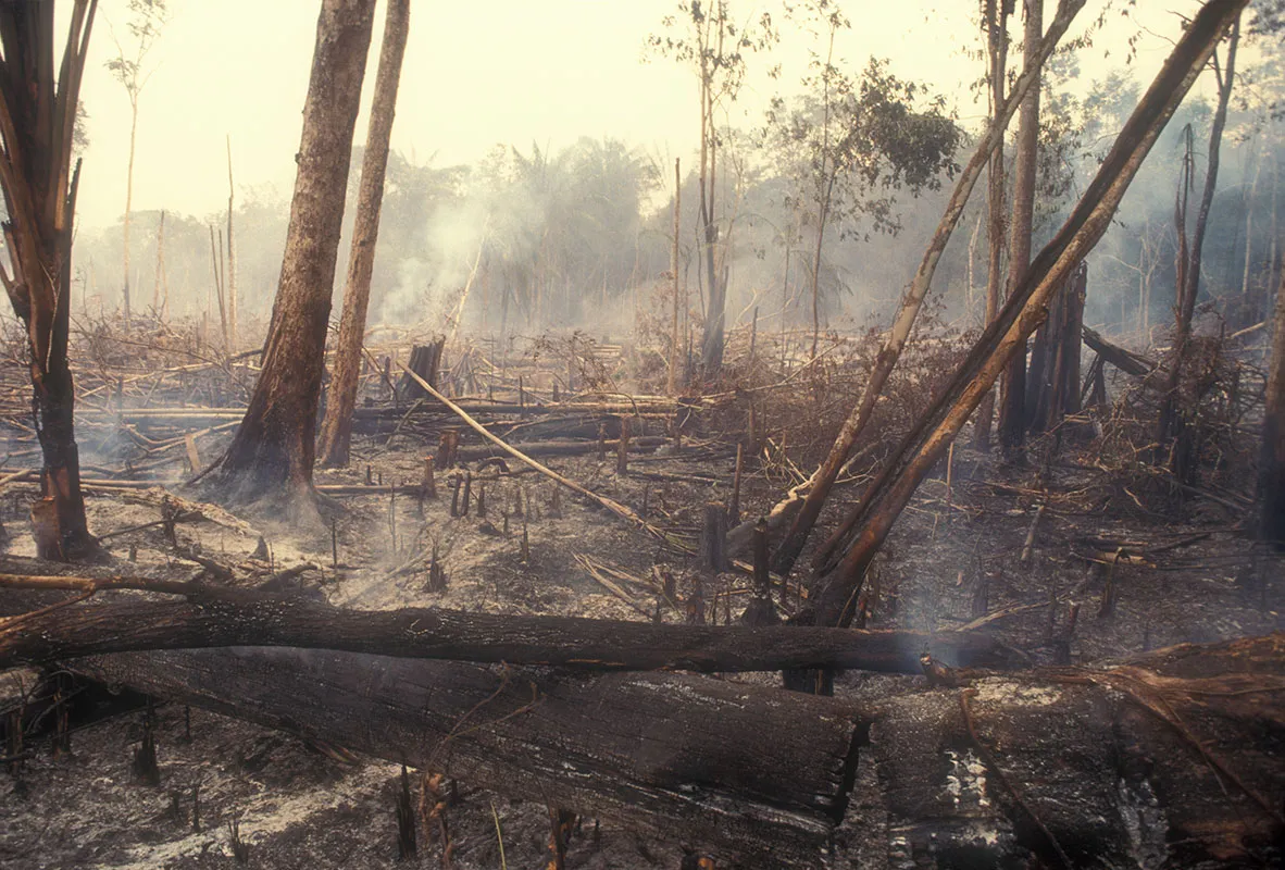 Deforestation