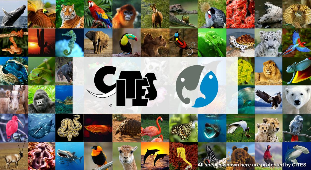                                              Convention on International Trade in Endangered Species