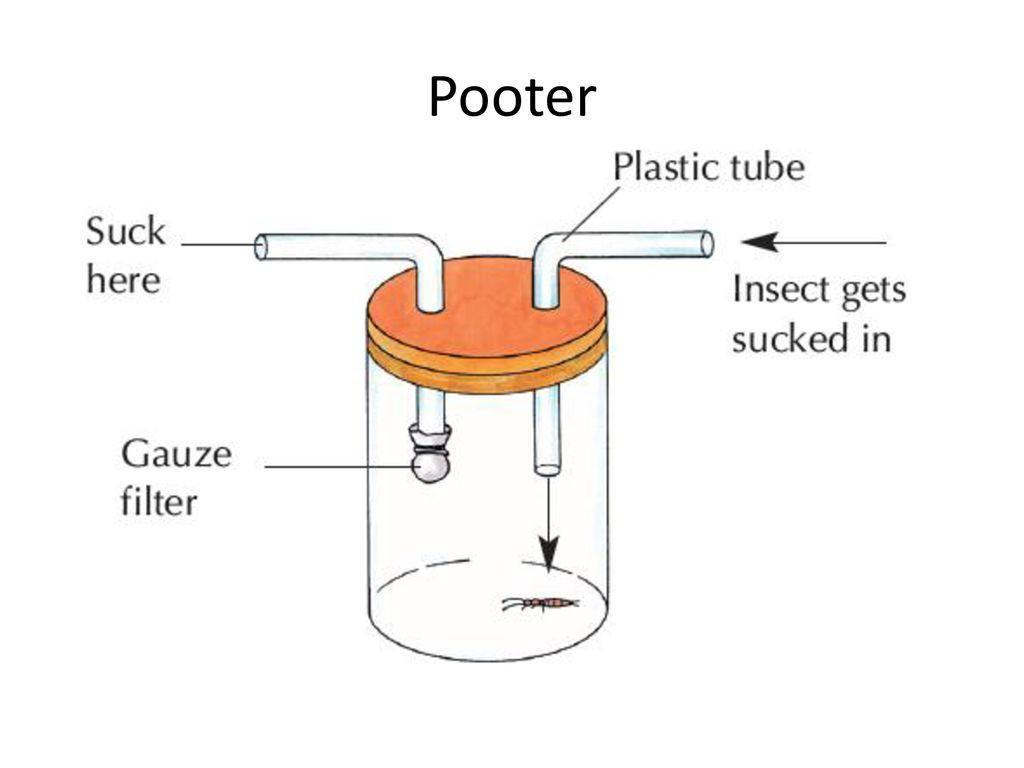 Pooter