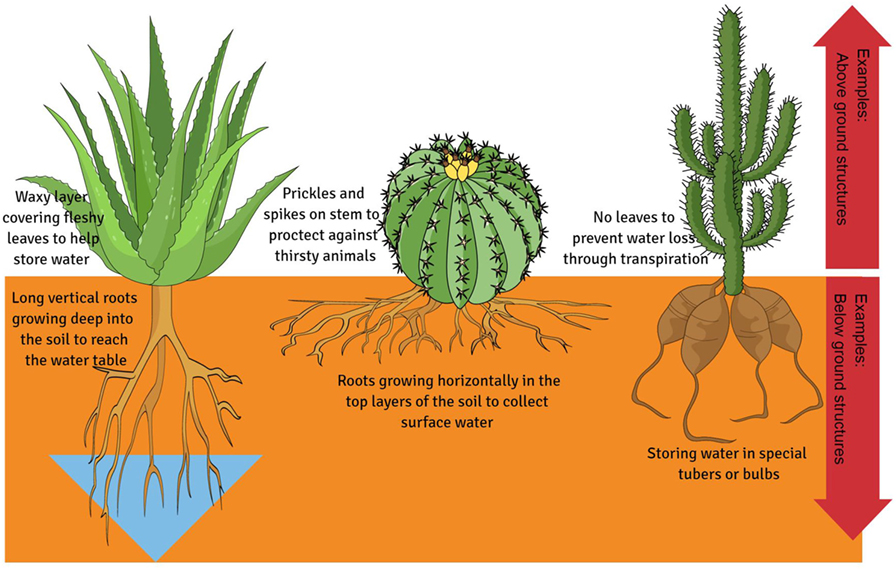Plant Adaptations