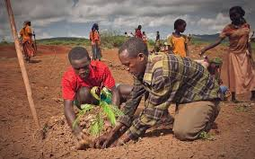 Afforestation