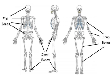                                    Human Skeleton Structure