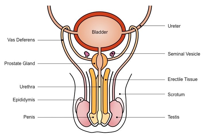 Structure of the male reproductive system