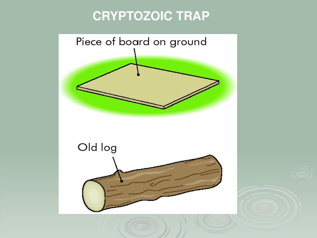 Cryptozoic Trap