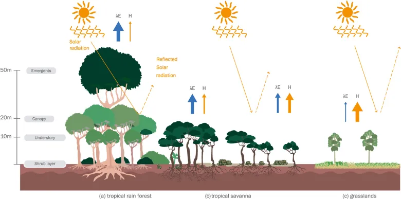 Importance of Managing Rainforests