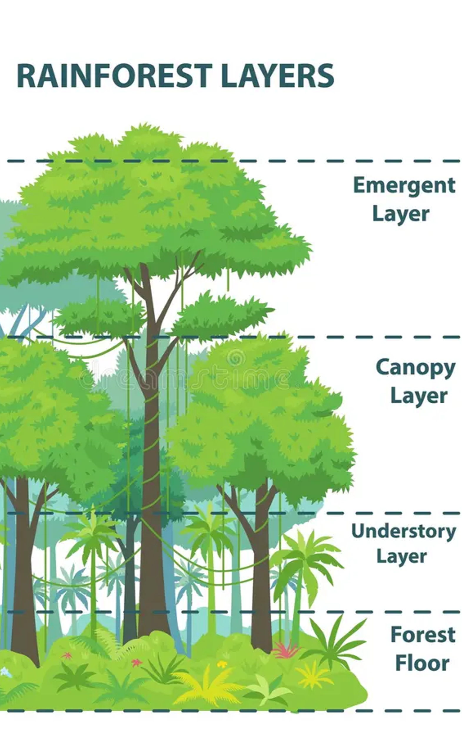 Structure of the Rainforest