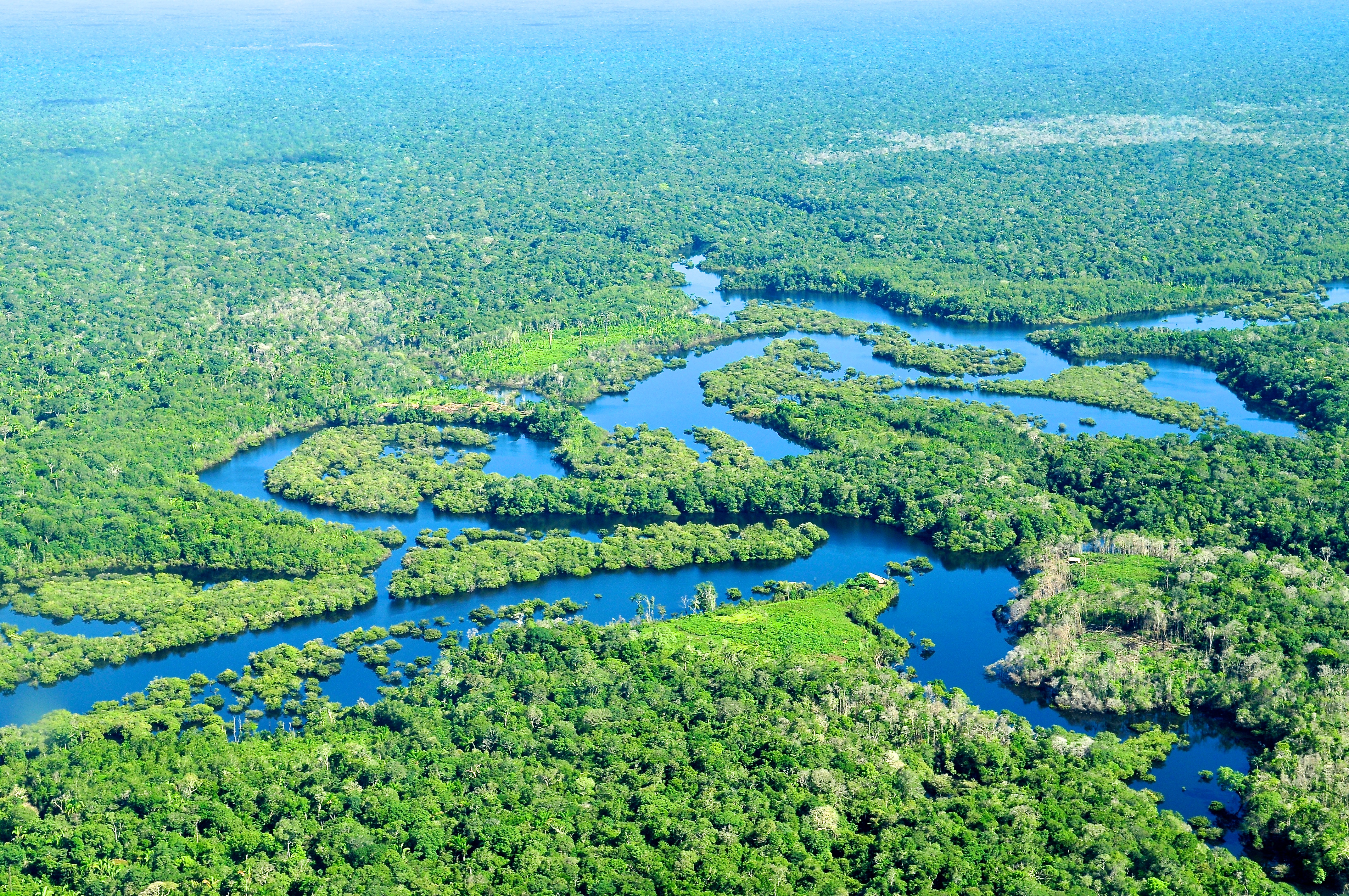                                                                    The Amazon Rainforest