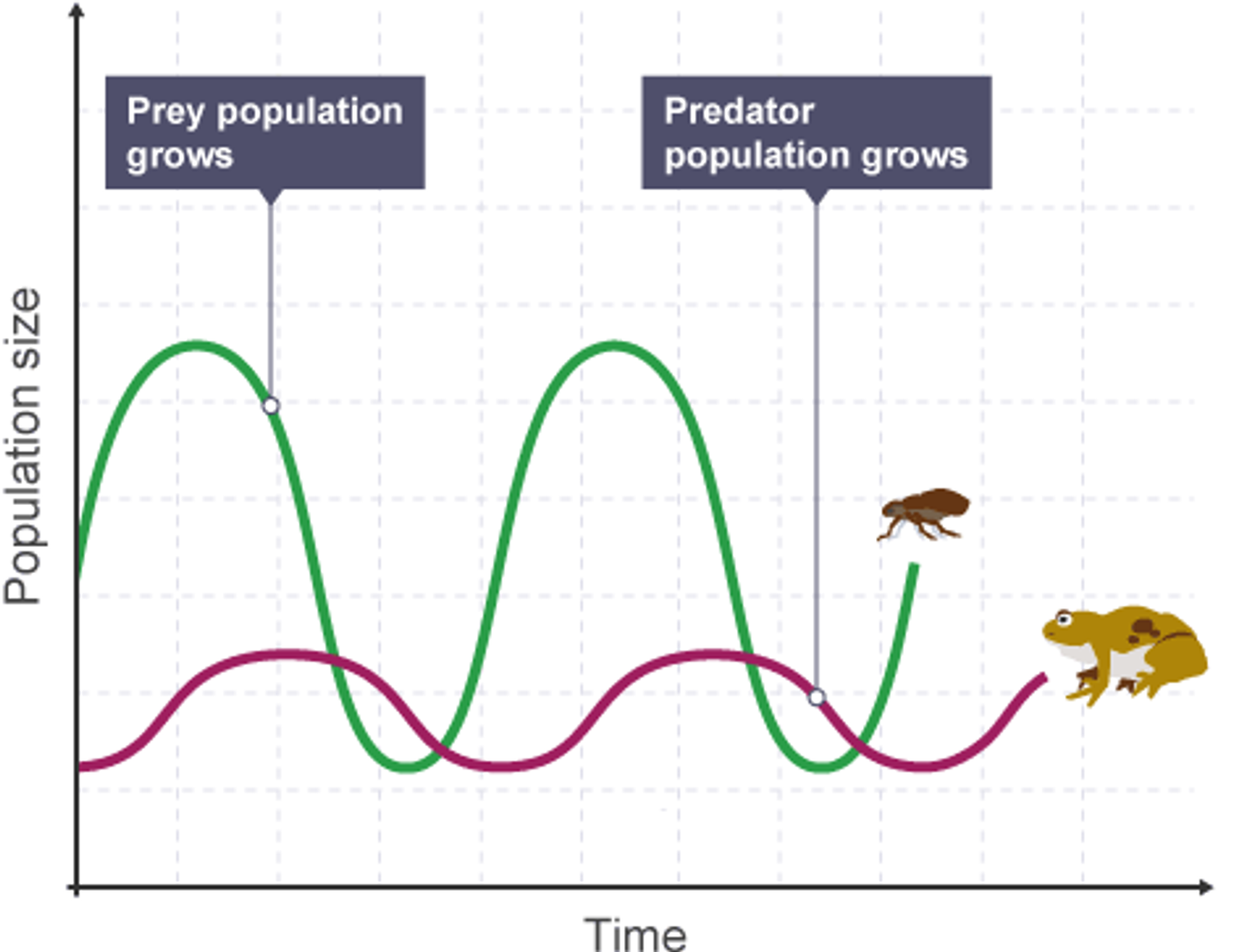 Population cycle