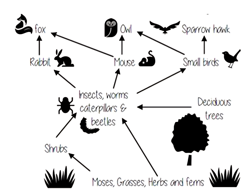 Sutton Park's Food Web