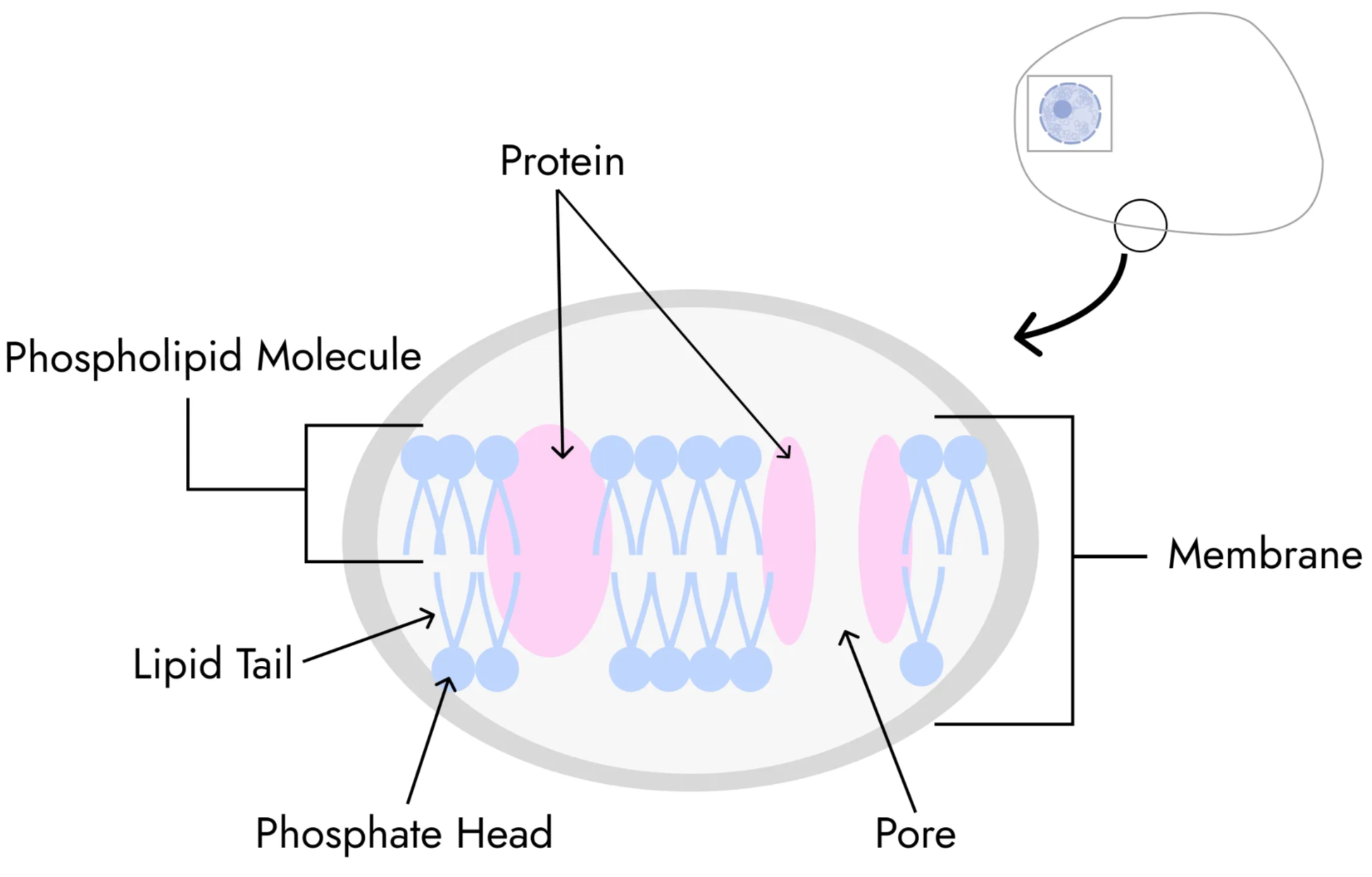 Cell Membrane