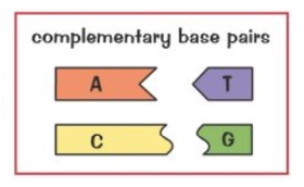 AT and CG pair together (complementary base pairing) Held by hydrogen bonds
