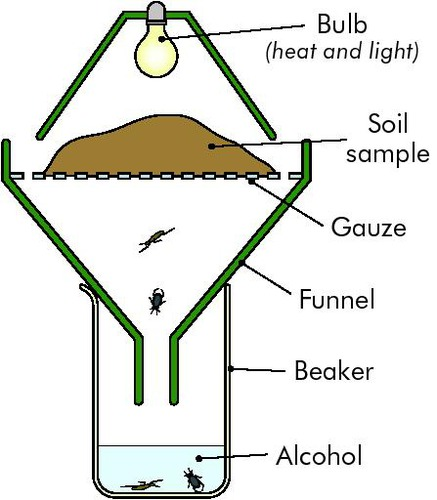 Tullgren funnel