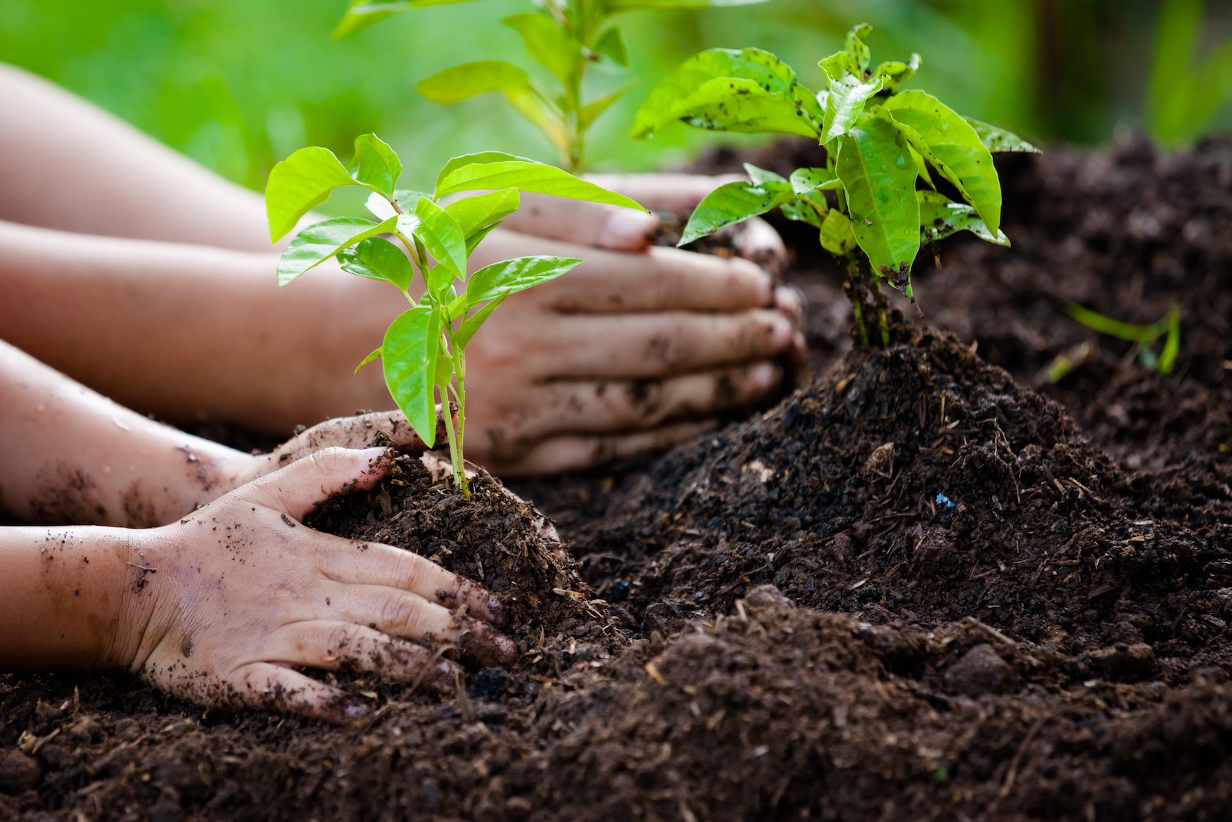 Planting Trees