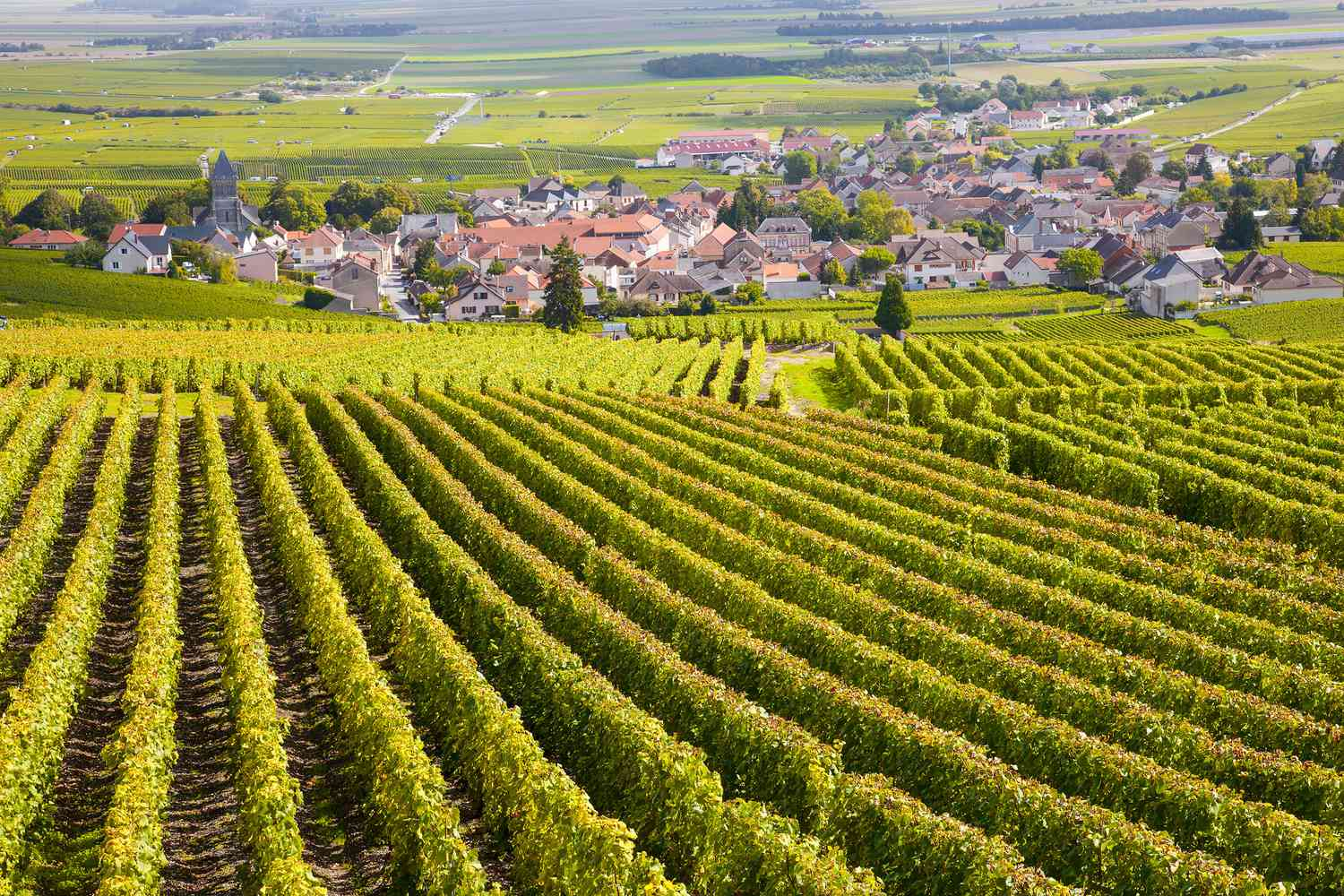 Wine and Champagne are produced in the Paris Basin 