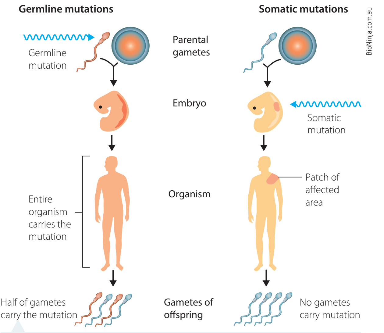 A comparison table showcasing somatic and germ-line mutations differences.