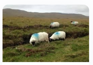 Grazing sheep in upland areas