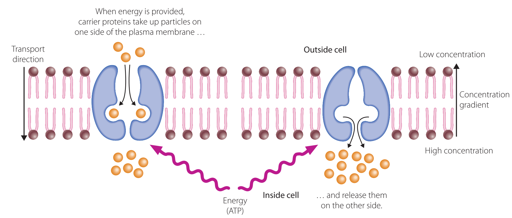 Illustrates the exchange of Na+ and K+ ions across the cell membrane.