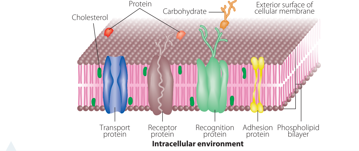 Labeled diagram showing the lipid bilayer and embedded proteins in the cell membrane.