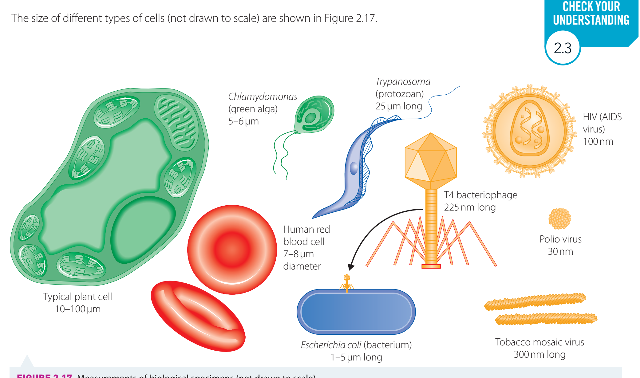 Diagram showing various cells, organelles, and molecules on a micrometre/nanometre scale for comparison.