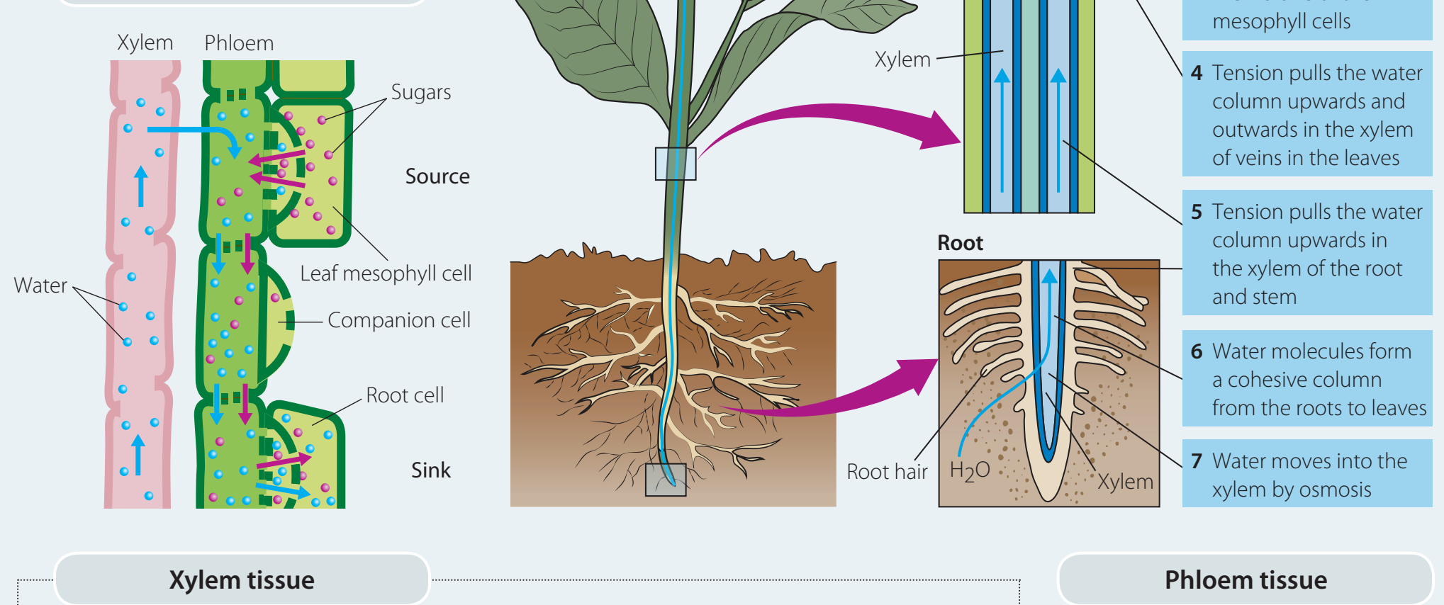 Diagram illustrating the use of C-14 experiments to trace the movement of photosynthesis products.