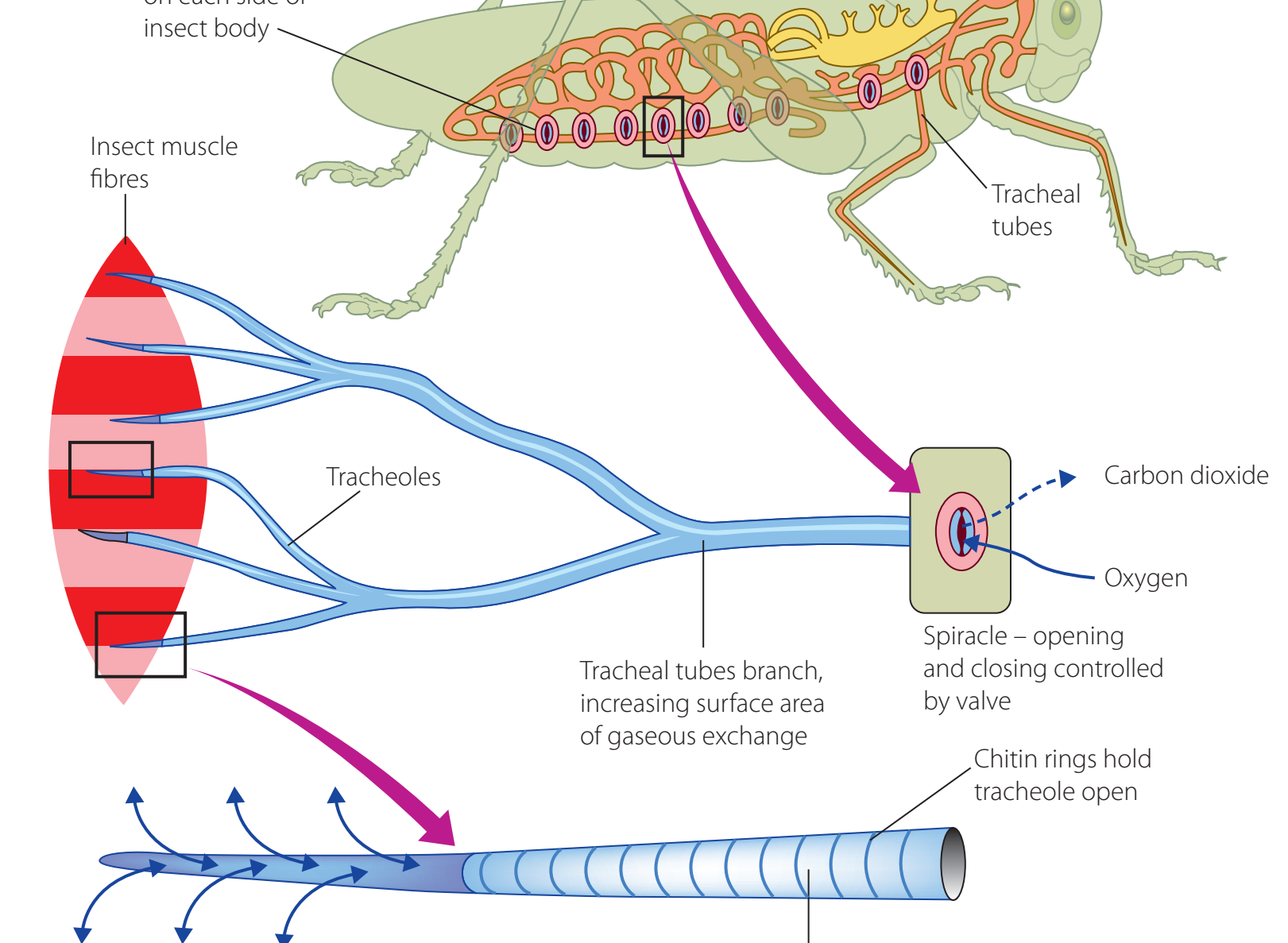 Diagram showing the parts of the insect tracheal system including spiracles and tracheoles.