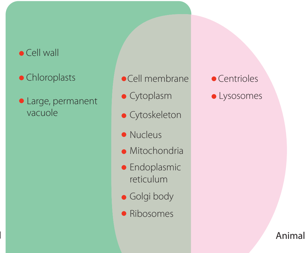 Venn diagram comparing animal and plant cells.