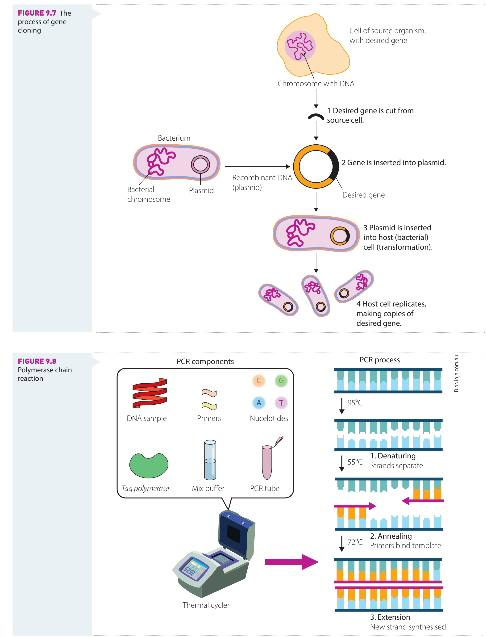 Flowchart of gene cloning with restriction enzymes and plasmids.
