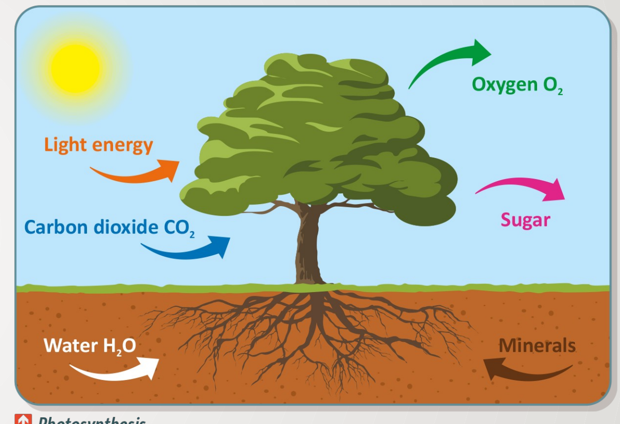 Photosynthesis Process