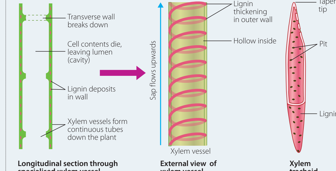 Microscopic comparison showing labeled xylem and phloem tissues with tracheids and sieve tube elements