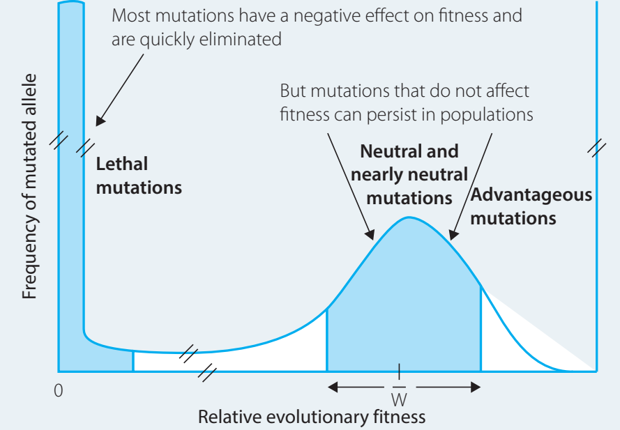 Diagram illustrating mutation outcomes.