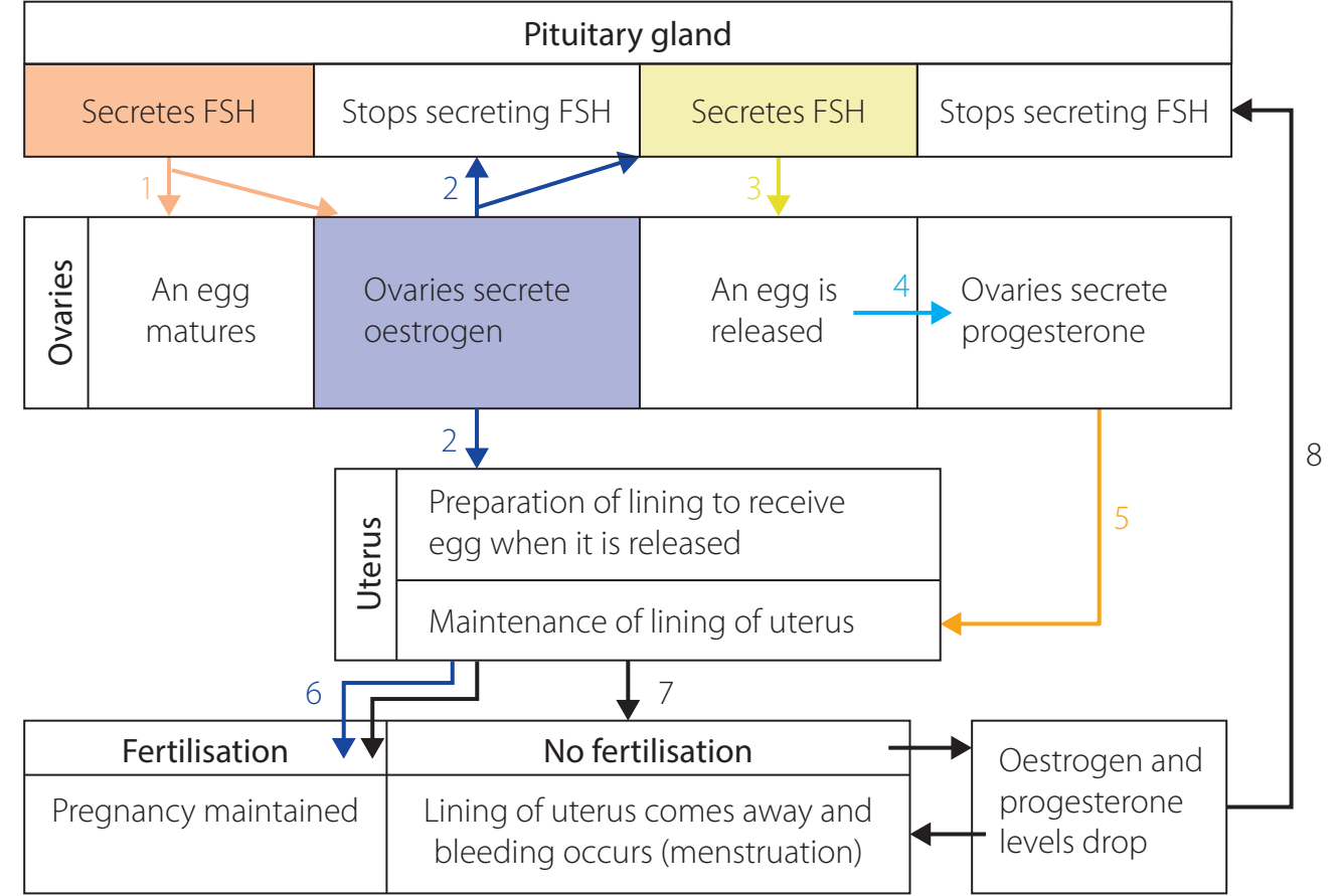 Diagram of the female reproductive system showing key components and functions.