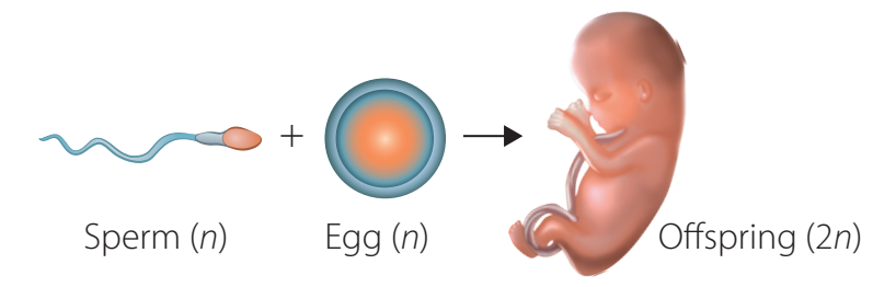 Workflow diagram illustrating the process of artificial insemination, such as semen collection to fertilization process.