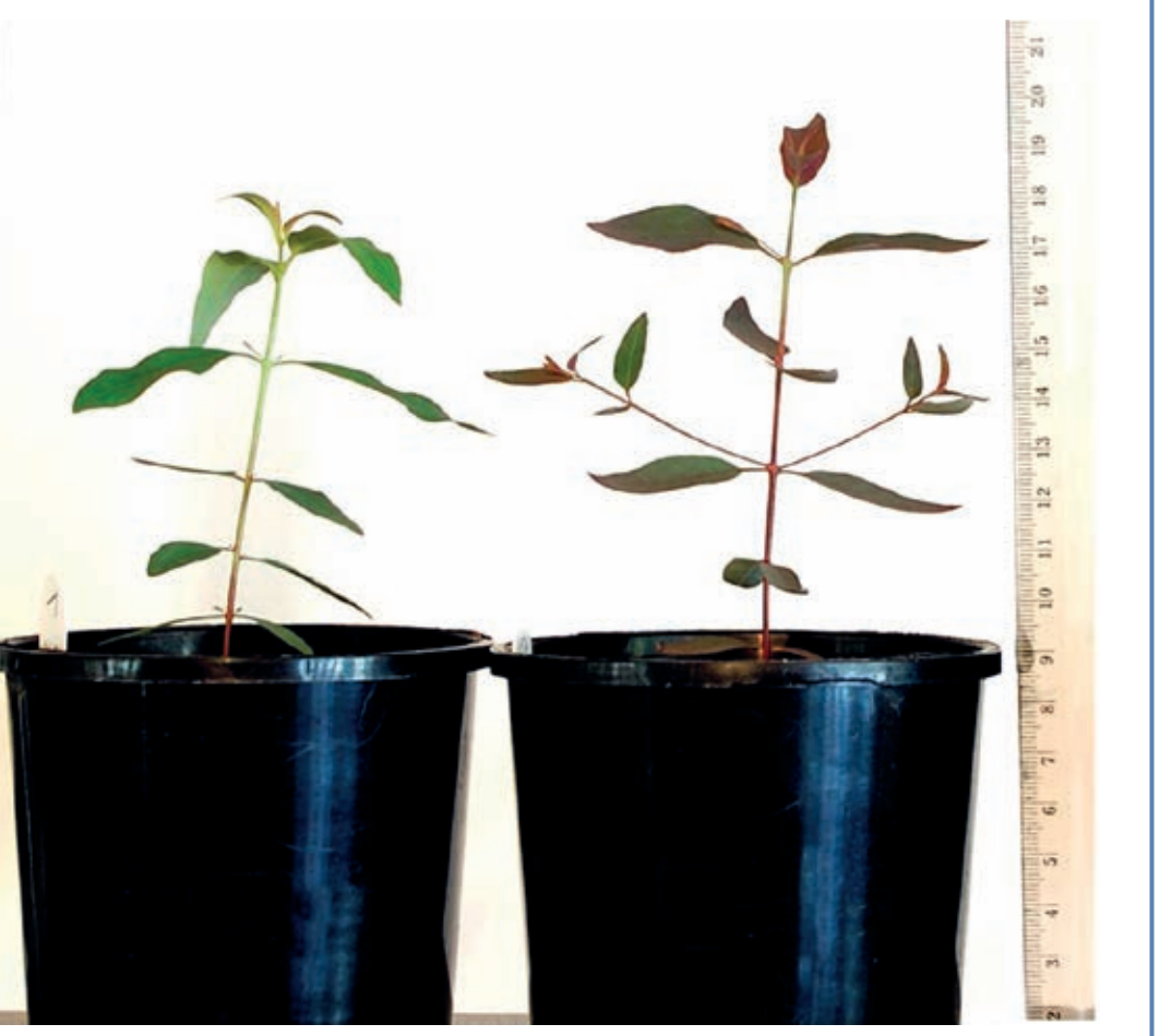 Illustration of runner formation in strawberries.