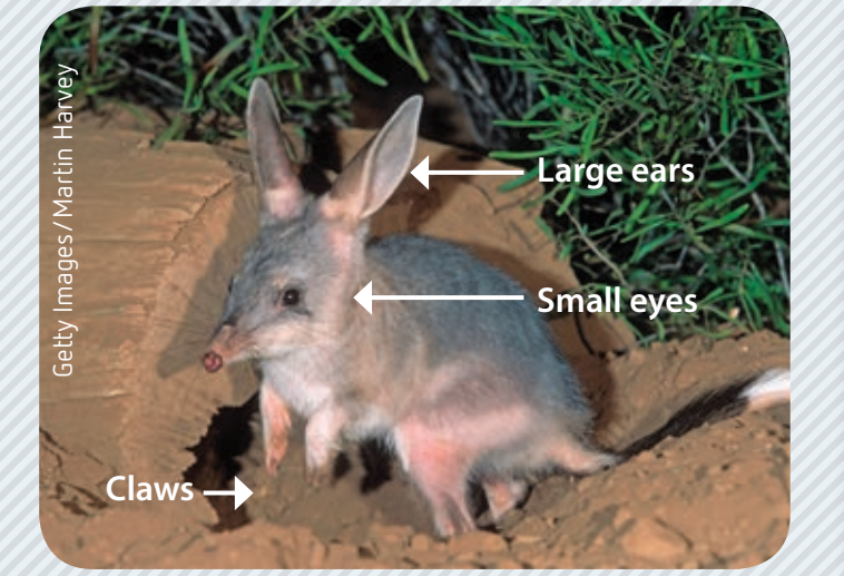 Bilby's large ears showcasing their roles.